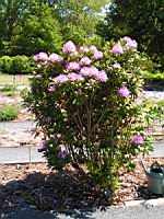 Rhododendron Ponticum subsp Ponticum, Asie mineure (2) (Photo F. Mrugala)